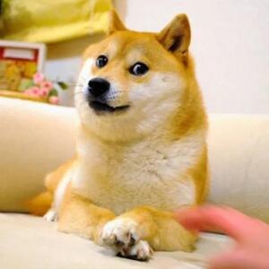 doge6849