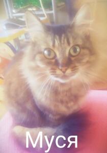 Musia_Cat31