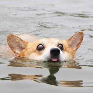 Lord of the Corgi