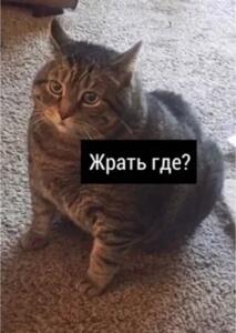 Kitkothehe