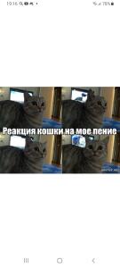 Коты + мемы=мемы с котами