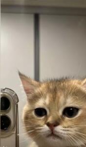 Котик Барсик