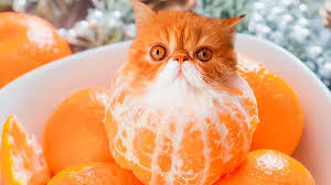 КоТО МаНДаРиН (Тайырлан)