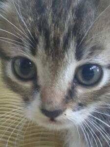 Vik_cat