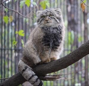 timacat2 в С.С.К.Р.