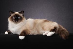Oleg_TOP