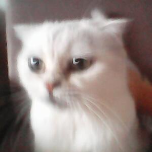 Who-are-i