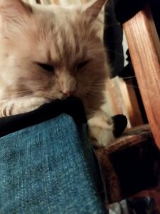 Leonid