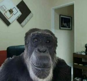 Monkey максым