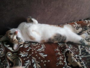 cat boy