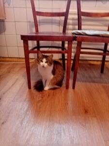 GLEBCAT
