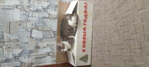 cohak_228