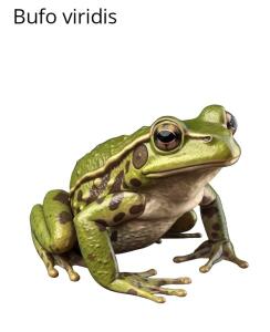 Atikin Bufo viridis