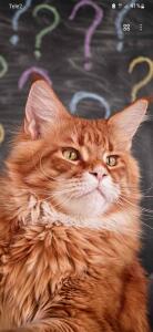 Котейка