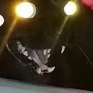 Котик тыгыдык