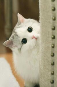 Котик-мем