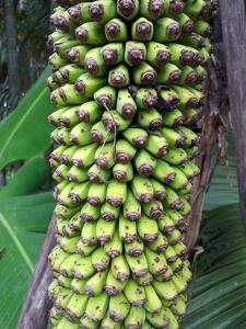 banananas