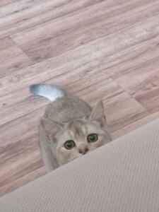 кот_кекс