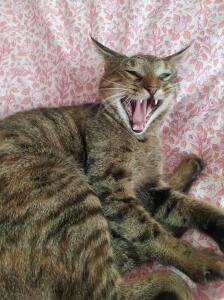 Котозвери