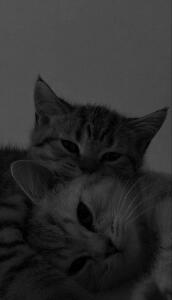 Котики_для_пары