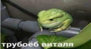 Gusin_1467