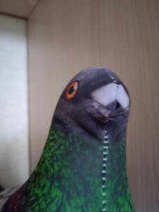 Кутузя