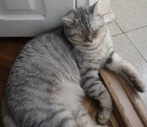 Коть мемозга 1342425