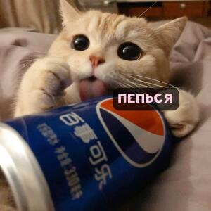 У котика есть пепся