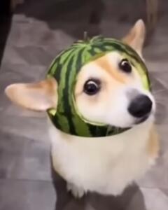 p0j0_j0p0